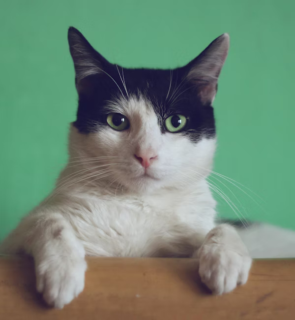 Рыжий кот крупным планом