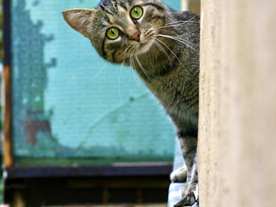 Сиамская кошка